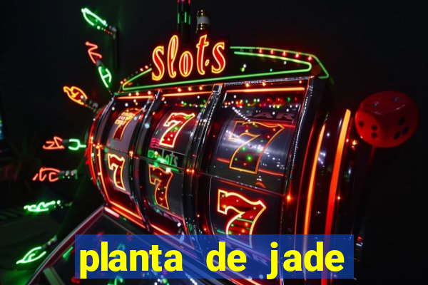 planta de jade significado espiritual
